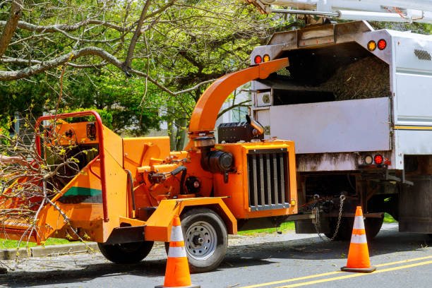 Professional Tree Care  in Berwick, LA